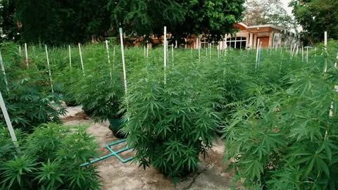 Rows of staked cannabis plants in an outdoor growing block