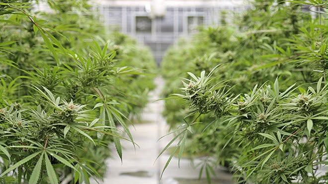 Two Malawian growers inspecting cannabis plants inside a greenhouse