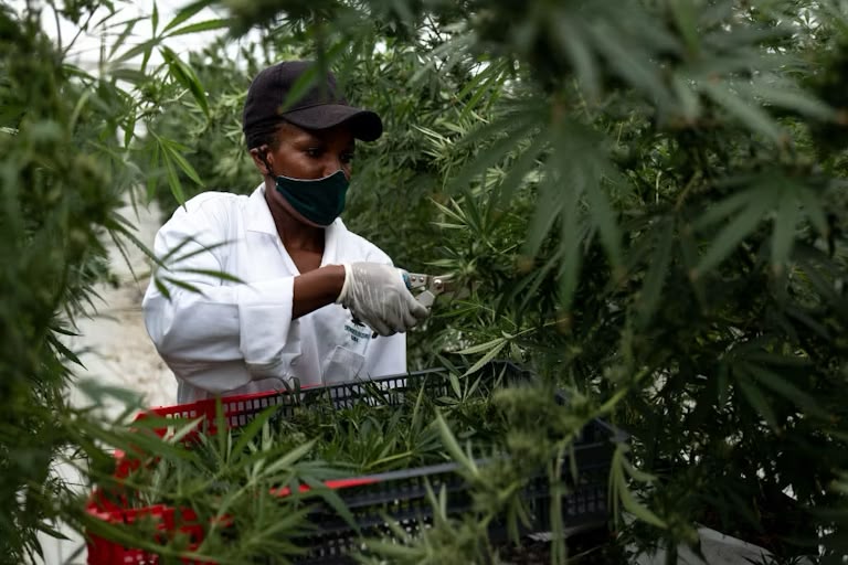 A Malawian worker hand-harvesting cannabis flowers into a crate